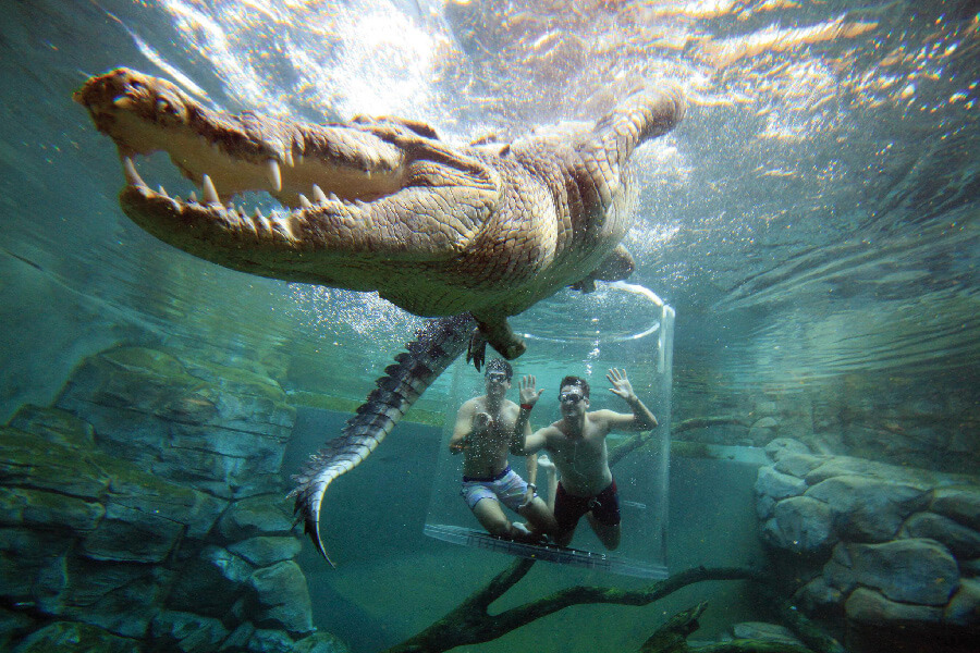 Tour de nado con cocodrilos